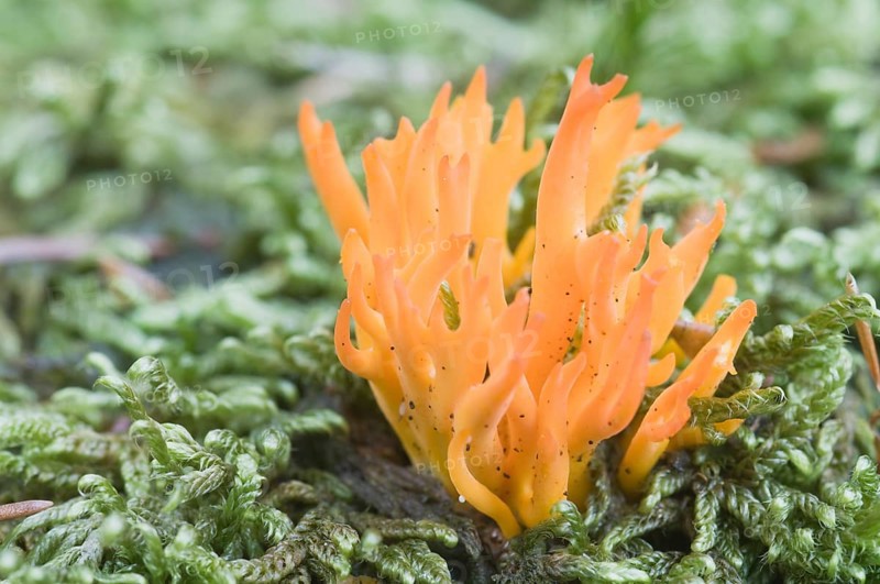 Yellow Stagshorn (Calocera viscosa)