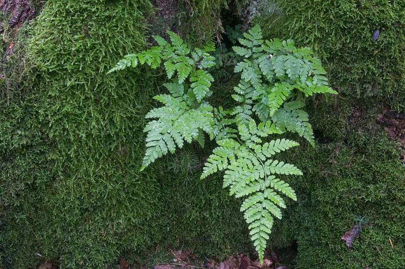 Lady Fern (Athyrium filix-femina)