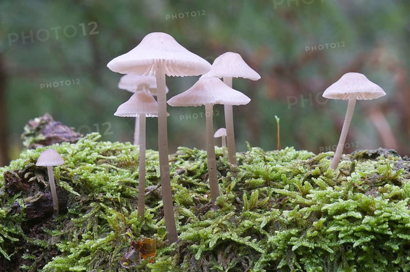 Bonnets (Mycena sp.)
