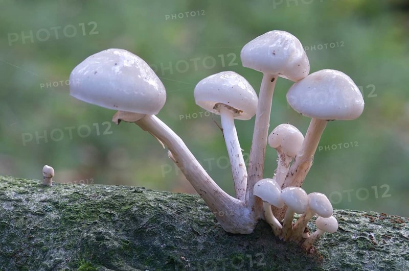 Porcelain mushrooms (Oudemansiella mucida)