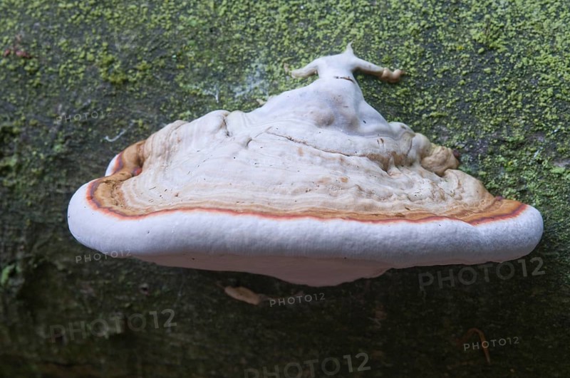 Tinder Fungus or Hoof Fungus (Fomes fomentarius)
