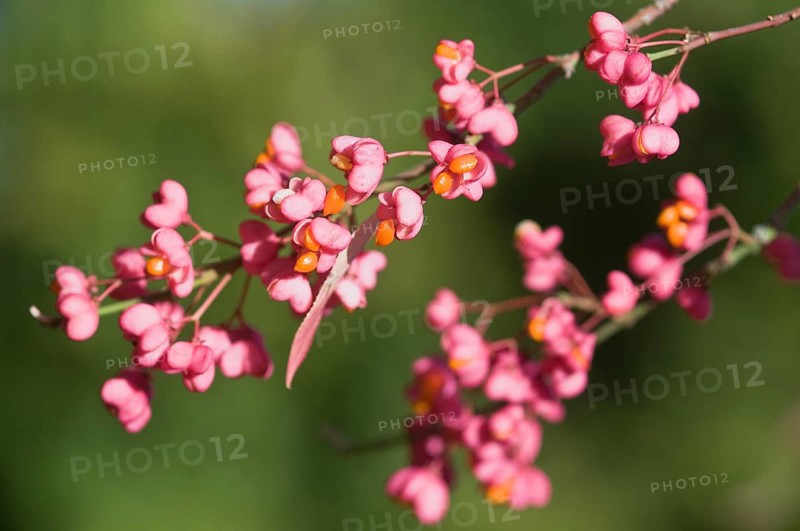 European Spindle (Euonymus europaeus)