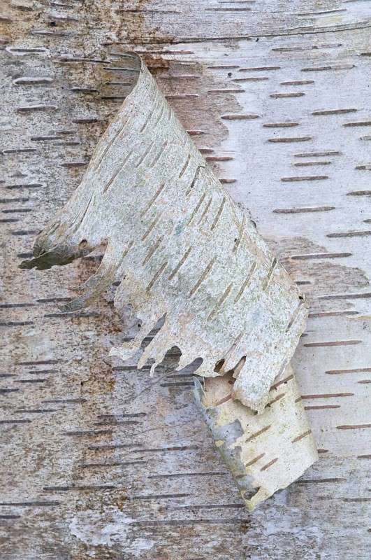 Bark of a Silver Birch (Betula pendula