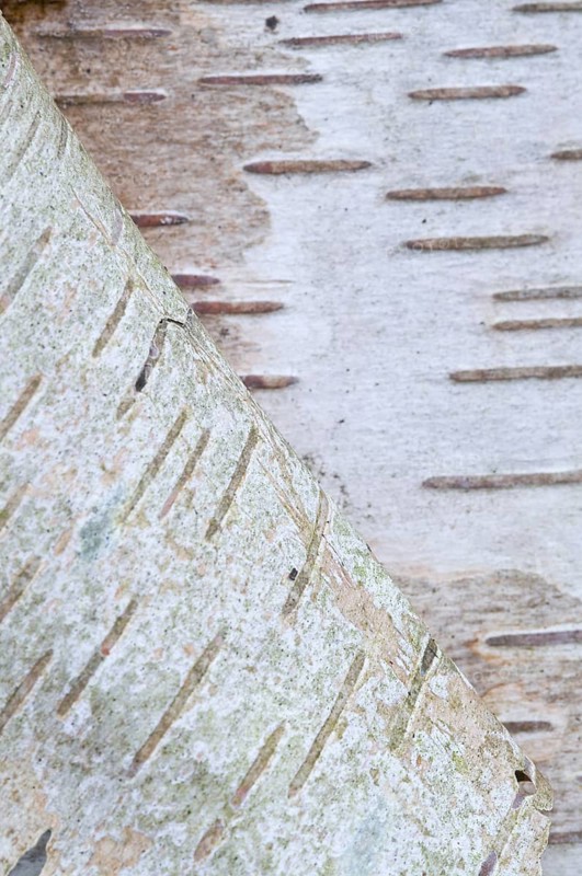 Bark of a Silver Birch (Betula pendula