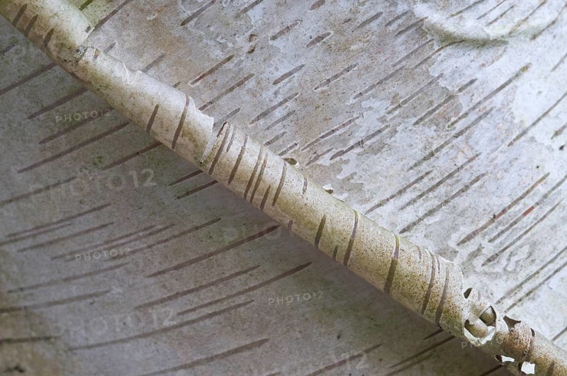 Bark of a Silver Birch (Betula pendula