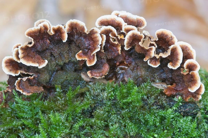 Bleeding Oak Crust (Stereum gausapatum)