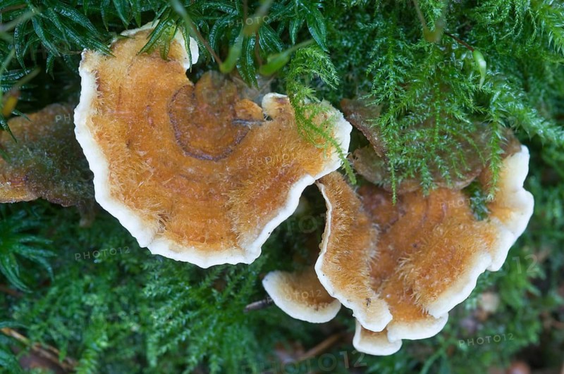 Bleeding Oak Crust (Stereum gausapatum)