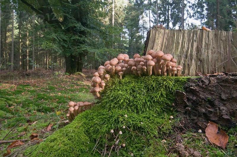 Honey Fungus (Armillaria solidipes)