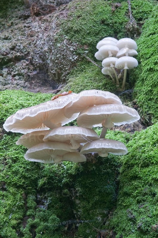 Porcelain Fungus or Slimy Beech Cap (Oudemansiella mucida) on an old Beech (Fagus sylvatica)