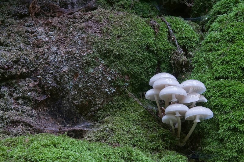 Porcelain Fungus or Slimy Beech Cap (Oudemansiella mucida) on an old Beech (Fagus sylvatica)