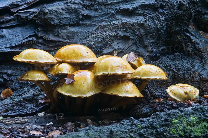 Golden Pholiota (Pholiota aurivella)