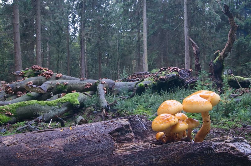 Golden Pholiota (Pholiota aurivella)