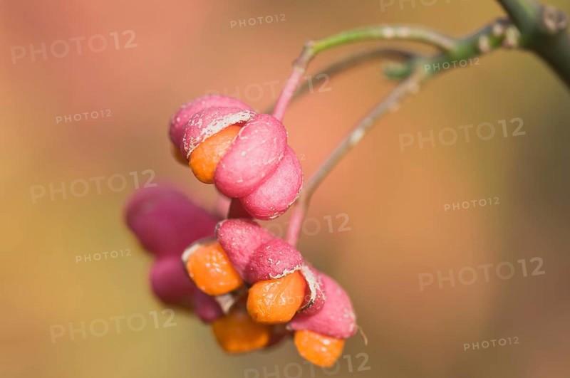 Spindle tree (Euonymus europaeus)