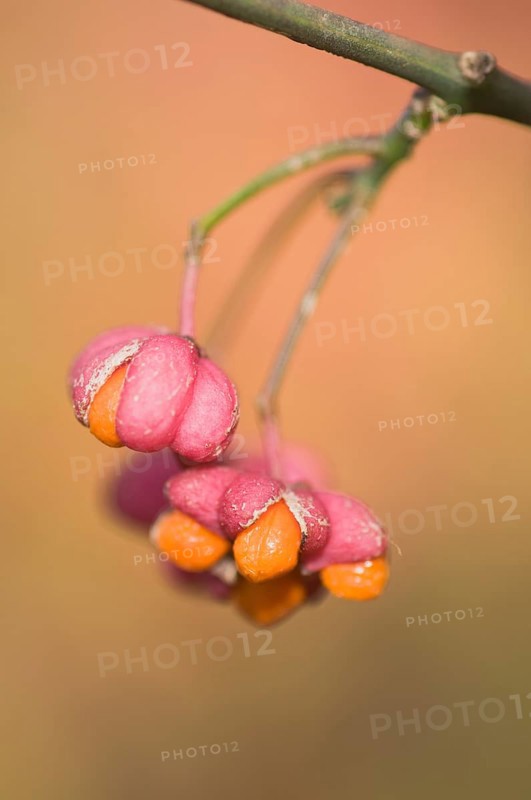 European Spindle tree (Euonymus europaeus)
