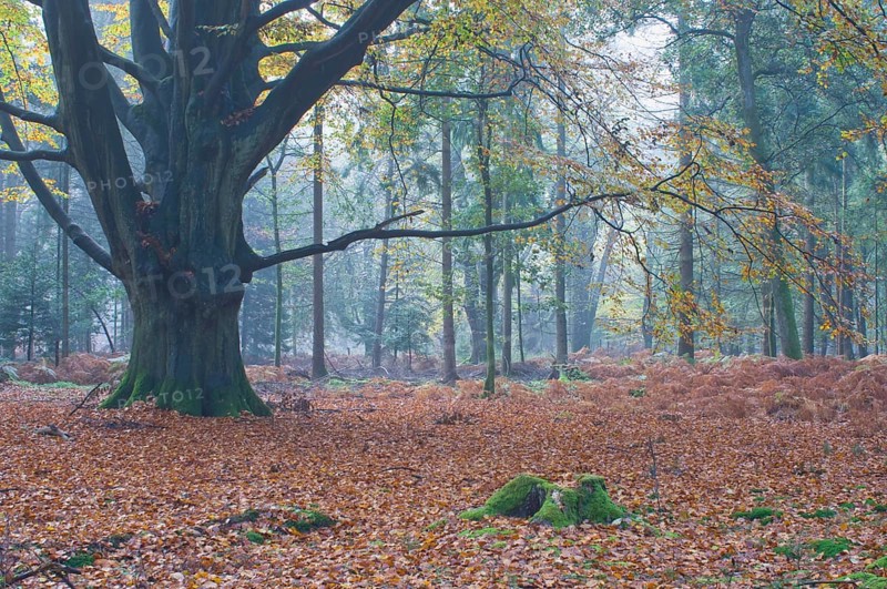 Beech forest (Fagus sylvatica)
