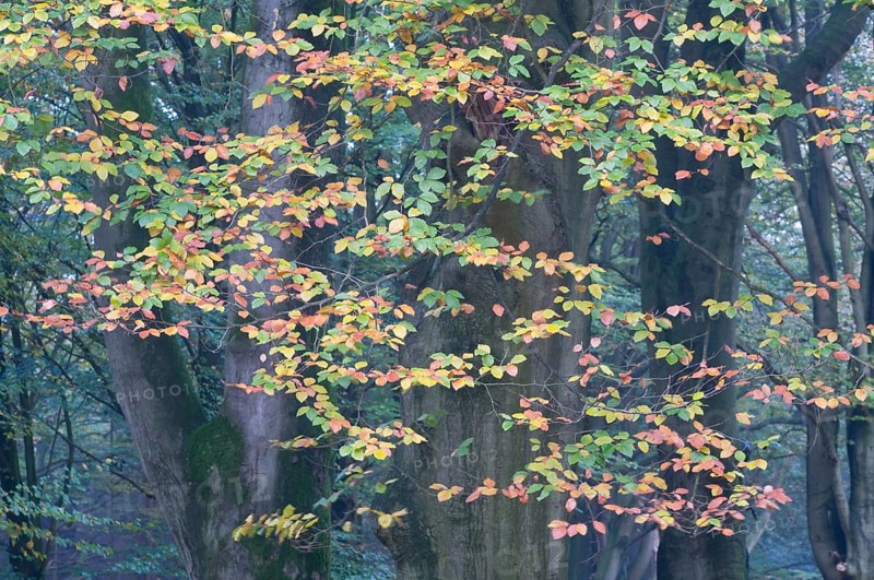 Beech leaves (Fagus sylvatica)