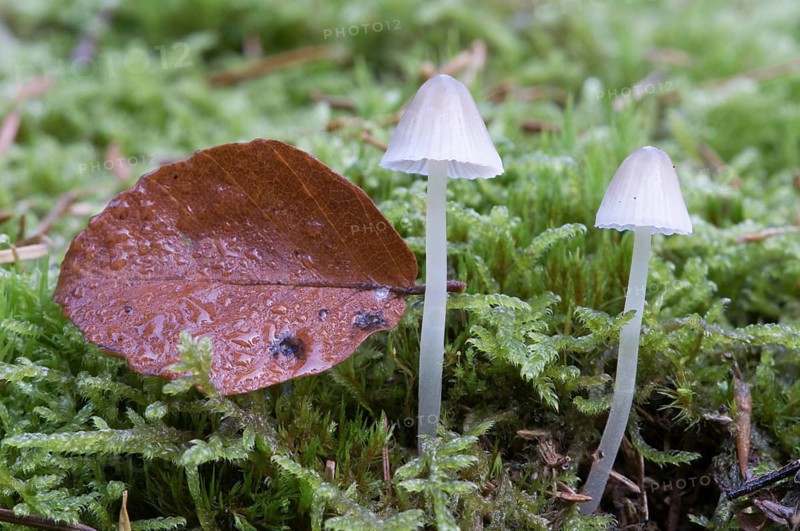 Bonnets (Mycena sp.)