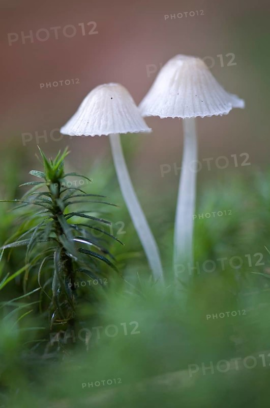 Bonnets (Mycena sp.)