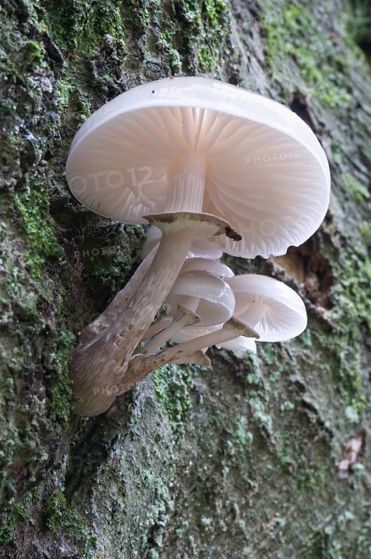 Porcelain mushroom (Oudemansiella mucida)