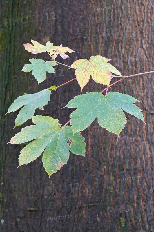 Leaves