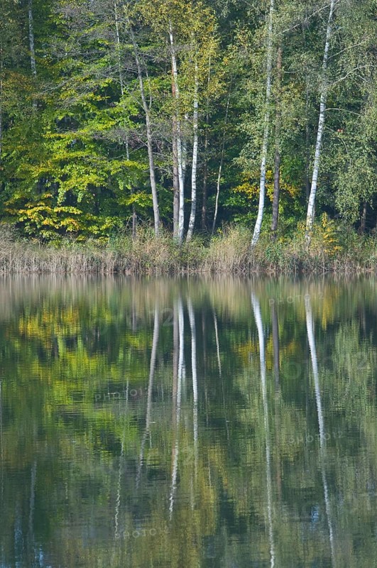 Forest lake