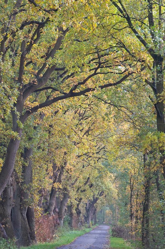 Avenue with Oaks (Quercus robur)