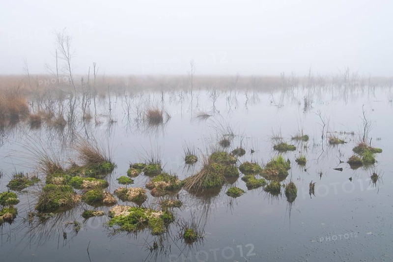 Rehydrated moor in the mist
