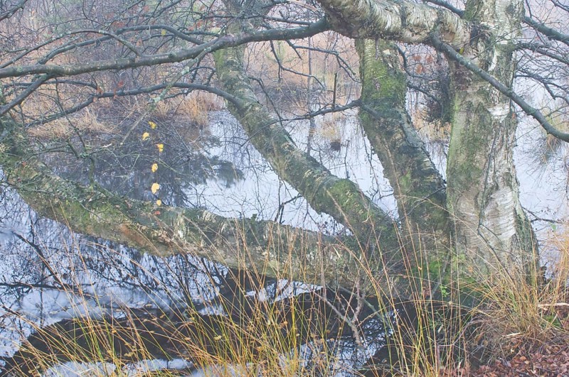European White Birch or Downy Birch (Betula pubescens)