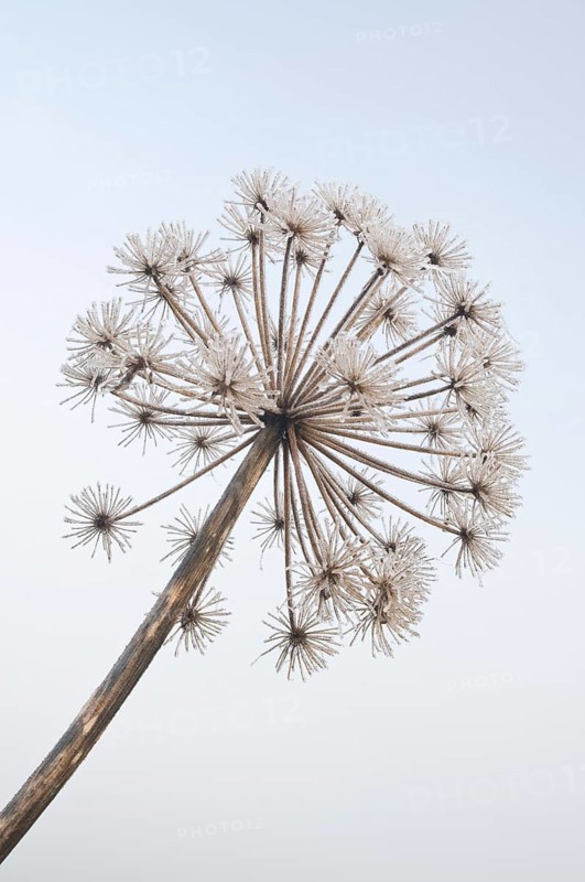 Garden Angelica