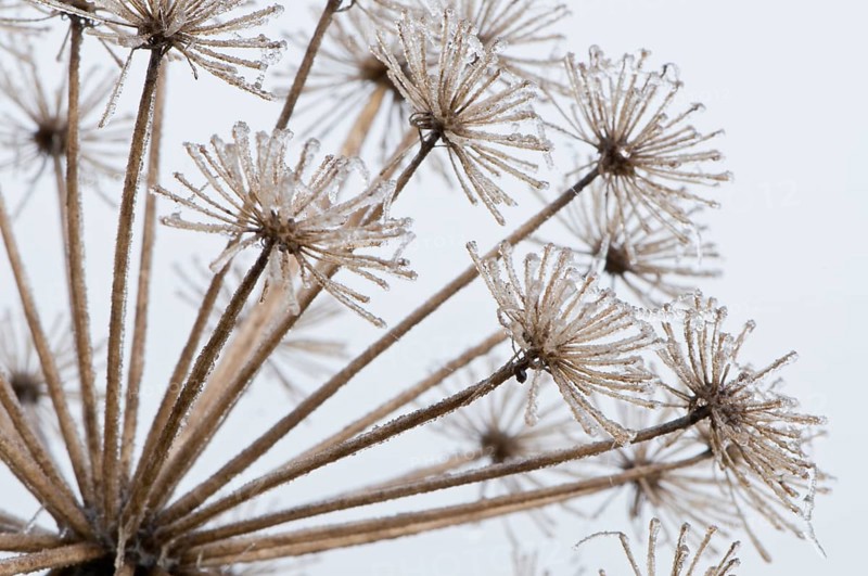 Garden Angelica