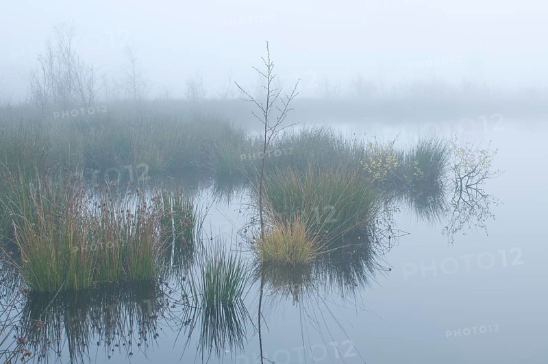 Fog in the Dutch bog of Bargerveen Nature Reserve