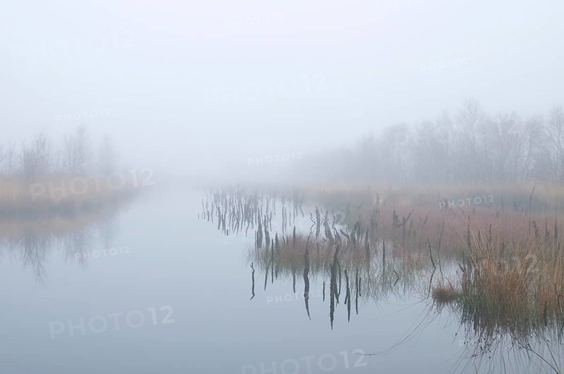 Fog in the Dutch bog of Bargerveen Nature Reserve