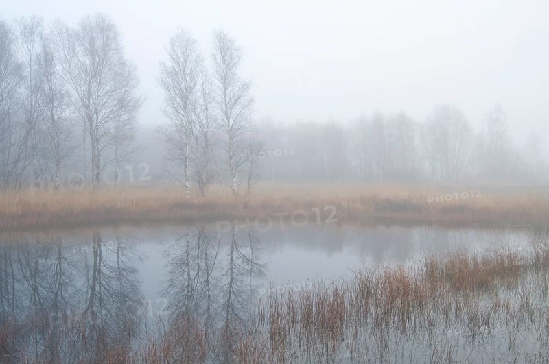 Fog in the Dutch bog of Bargerveen Nature Reserve