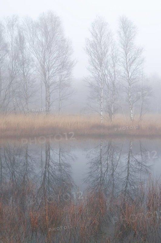 Fog in the Dutch bog of Bargerveen Nature Reserve