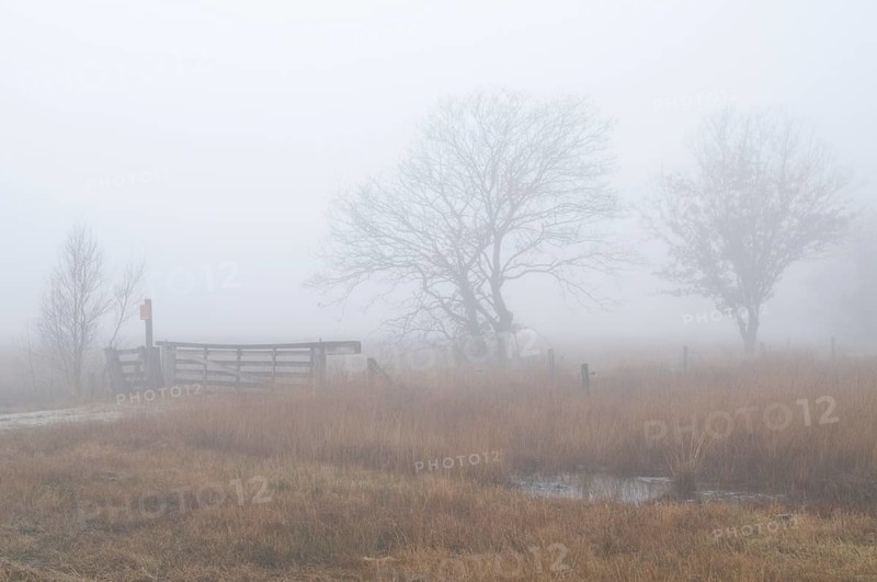 Fog in the Dutch bog of Bargerveen Nature Reserve