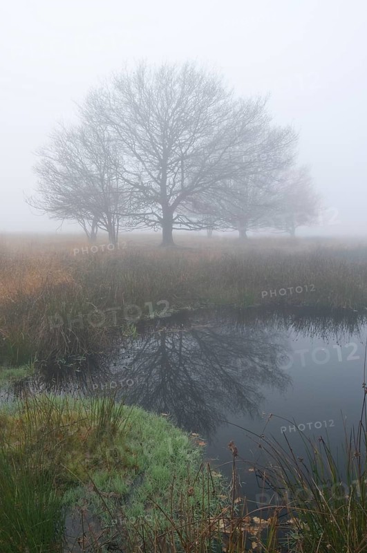 Fog in the Dutch bog of Bargerveen Nature Reserve