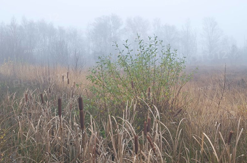 Fog in the Dutch bog of Bargerveen Nature Reserve