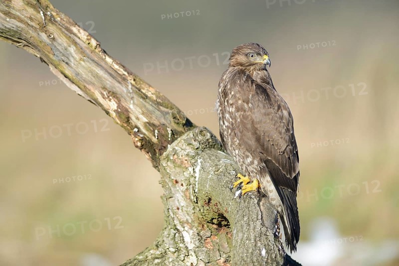 Buzzard (Buteo buteo)
