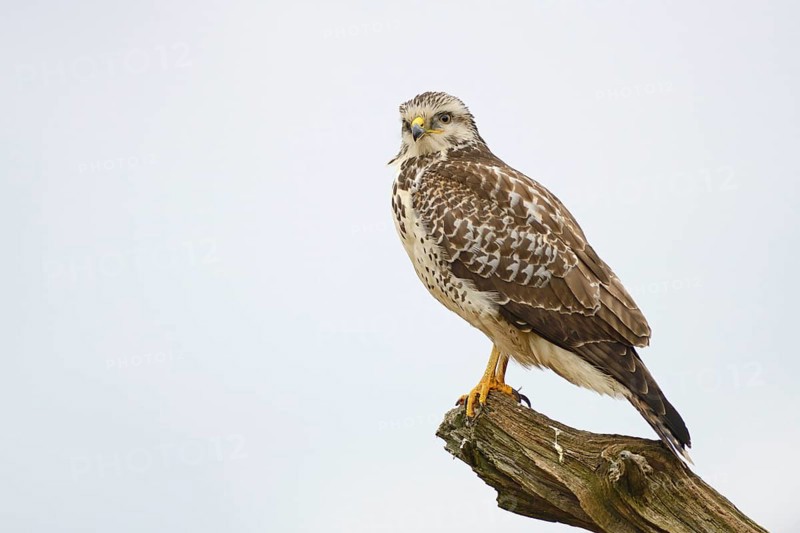Buzzard (Buteo buteo)