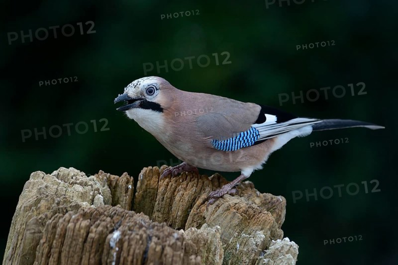 Jay (Garrulus glandarius)