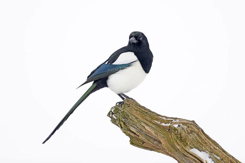 Magpie (Pica pica)
