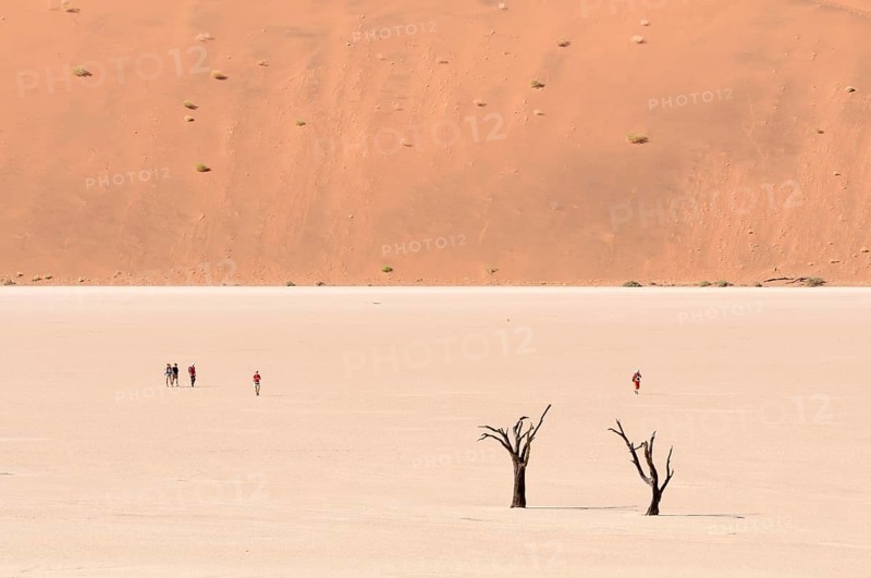 Dead trees on a parched clay pan in front of red dunes