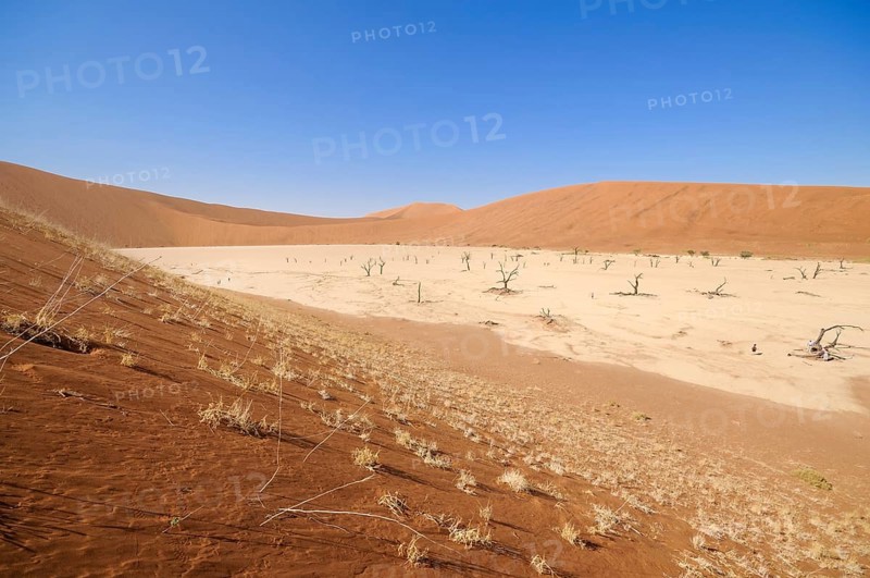 Dead trees on a parched clay pan surrounded by red dunes