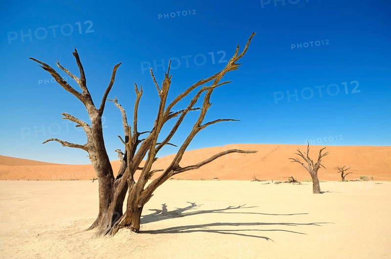 Dead trees on parched clay pan in front of red dunes