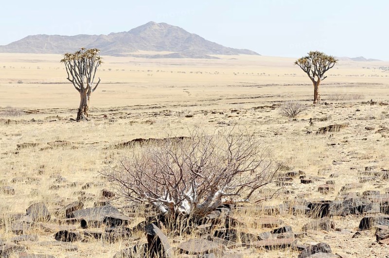 Quiver Tree or Kokerboom (Aloe dichotoma) near Kuiseb Canyon