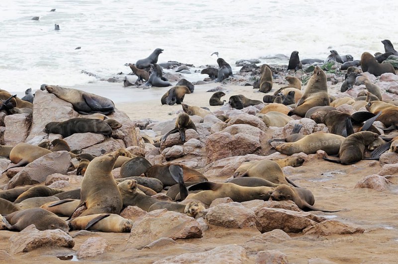 Breeding colony of South African Fur Seals or Cape Fur Seals (Arctocephalus pusillus)