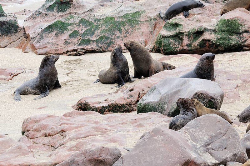 South African Fur Seals or Cape Fur Seals (Arctocephalus pusillus)