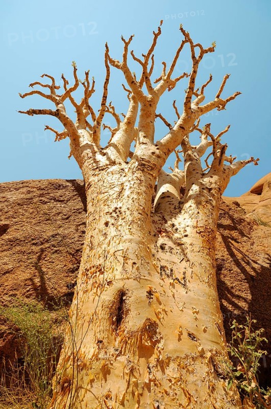 Butter Tree Or Cobas Tree (Cyphostemma curroii)
