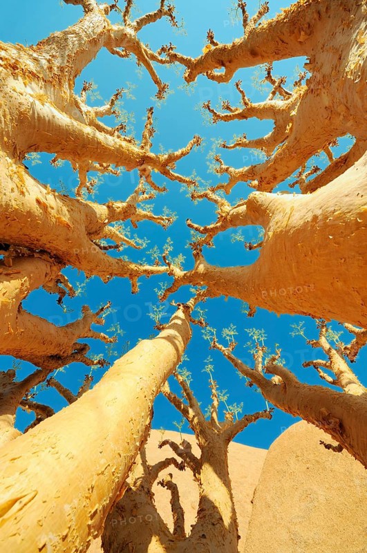 Butter Trees or Cobas Trees (Cyphostemma curroii)