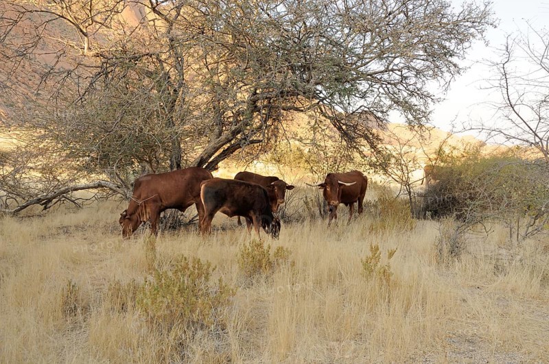 Grazing cattle